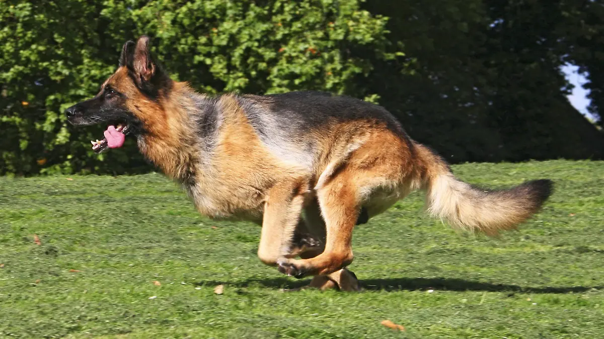 Deutscher Schaeferhund (Canis lupus f. familiaris), ueber eine Wiese laufend, Deutschland | German Shepherd Dog (Canis lupus f. familiaris), running through a meadow, Germany | Verwendung weltweit