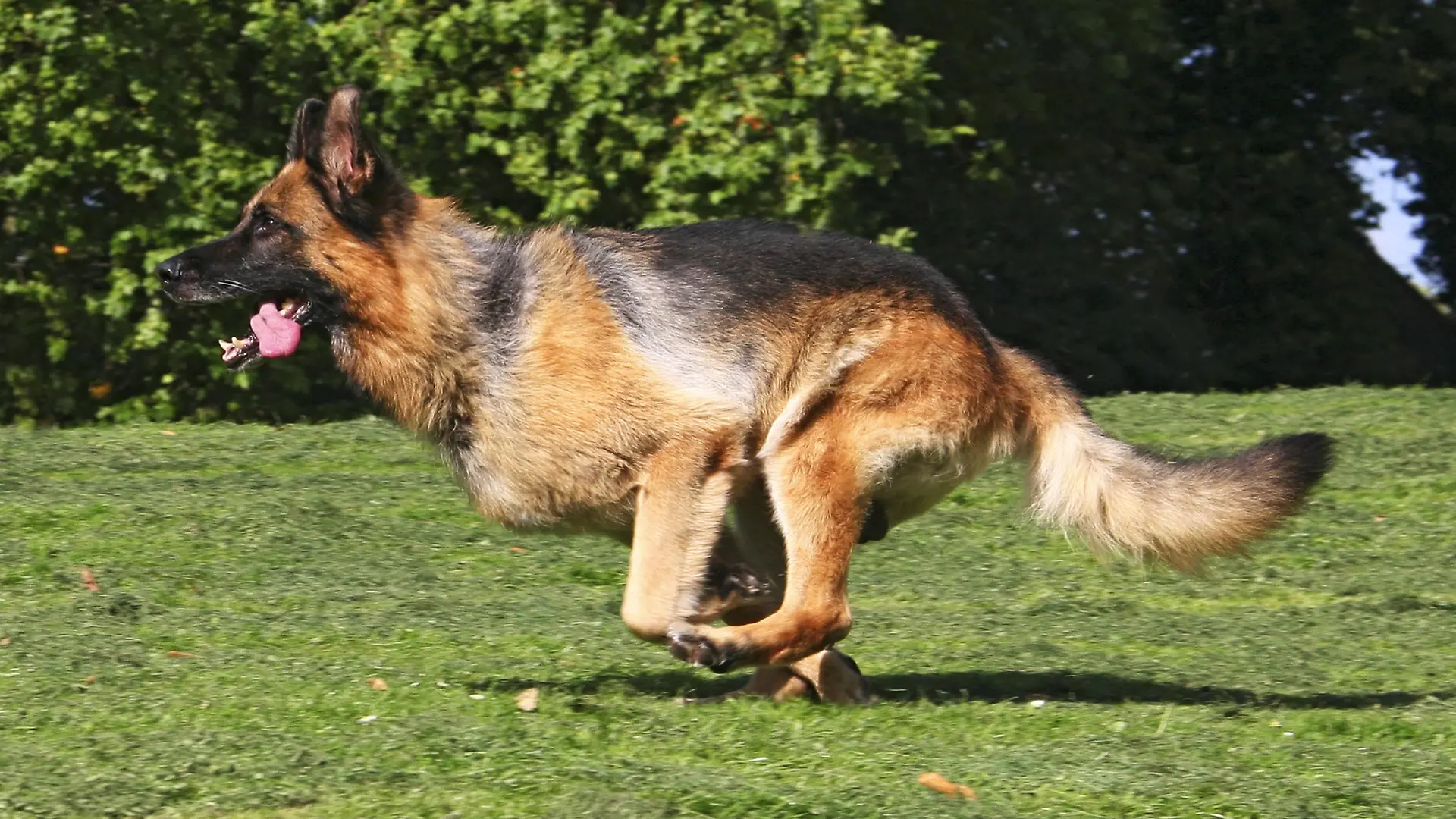 Deutscher Schaeferhund (Canis lupus f. familiaris), ueber eine Wiese laufend, Deutschland | German Shepherd Dog (Canis lupus f. familiaris), running through a meadow, Germany | Verwendung weltweit