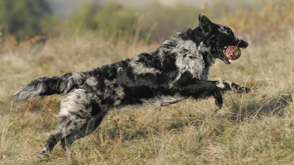 Mudi Canis lupus f. familiaris, apportiert einen Ball ueber eine Wiese, Deutschland Mudi Canis lupus f. familiaris, retrieving a ball across a meadow, Germany BLWS241973
