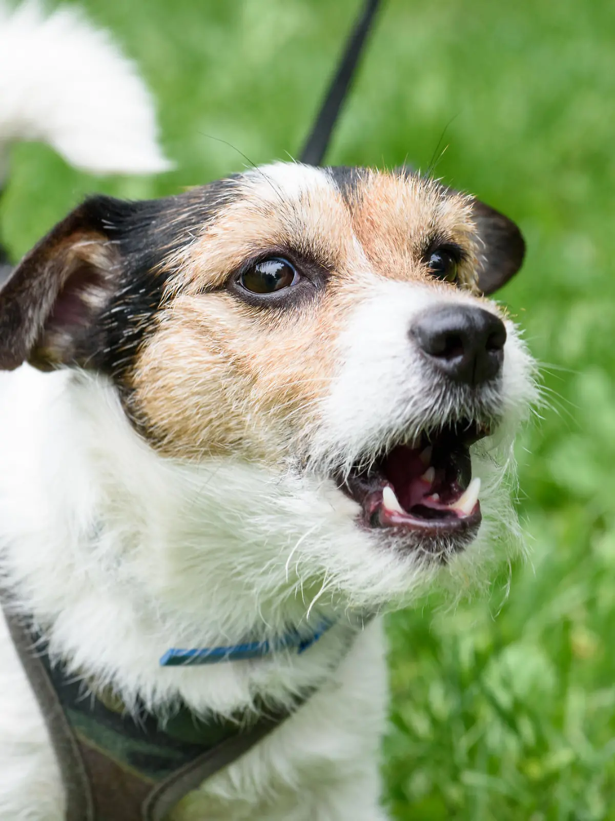 Hund bellt beim Gassigehen