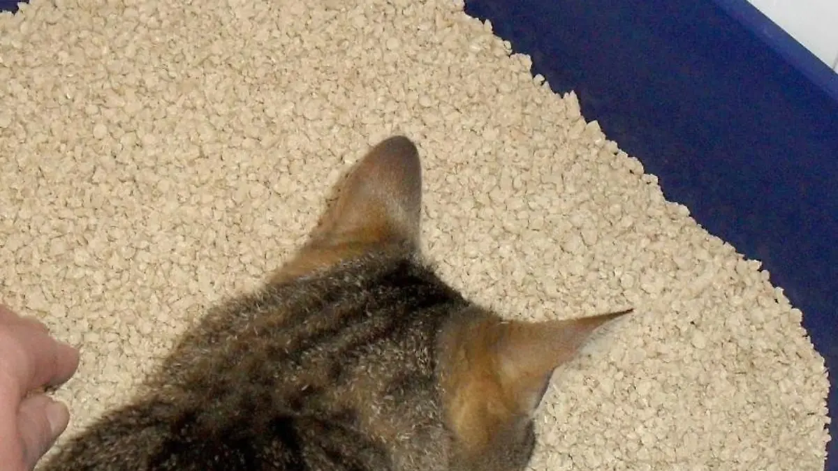 Katzenklo