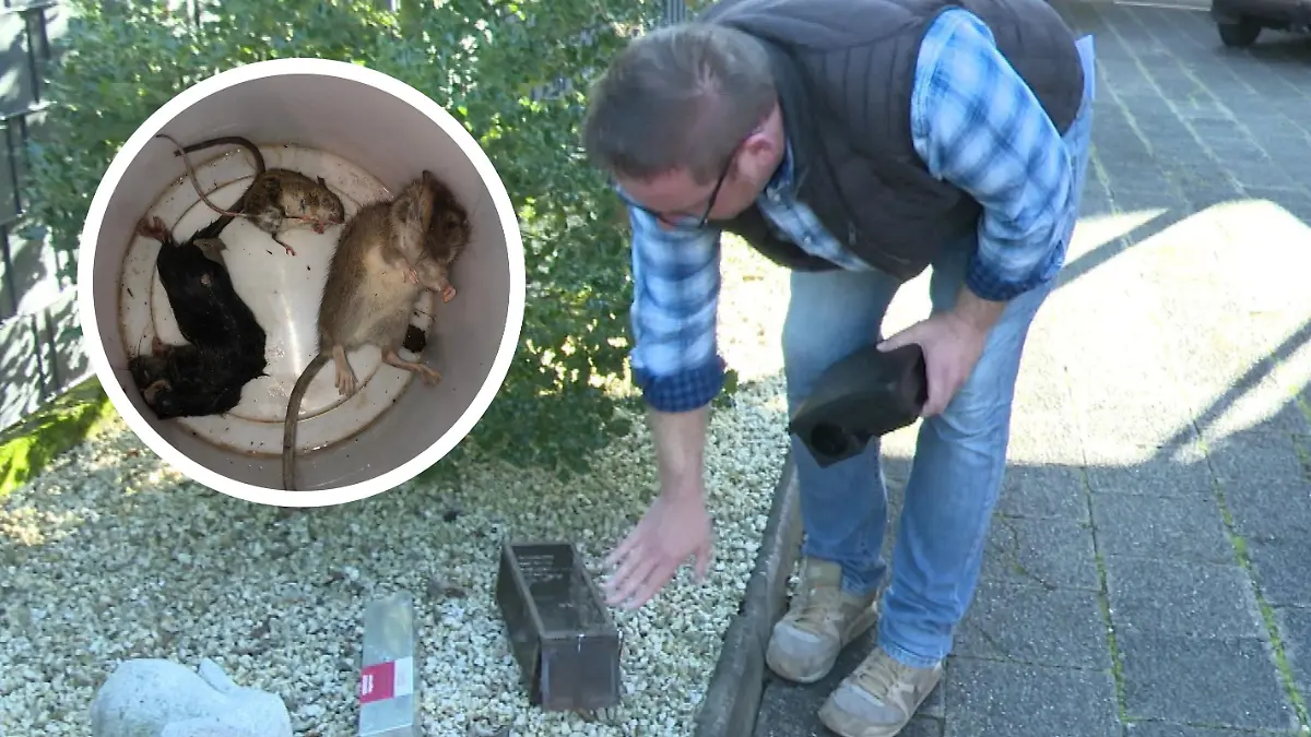Marc Sommer, Besitzer des Nachbarhauses, zeigt Eigeninitiative und greift zu härten Mitteln wie Rattenfallen.