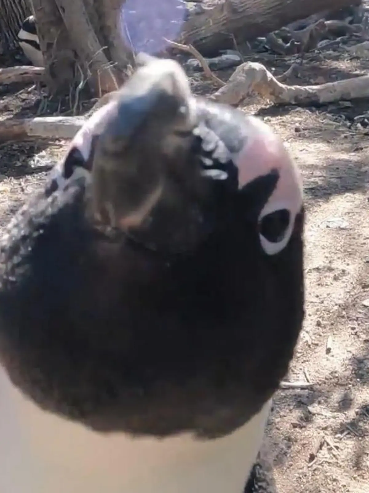 Der Boulders Beach in Kapstadt ist bekannt für seine vielen Pinguine, die dort frei herumlaufen. 
Mit manchen von ihnen kann man coole Fotos für sein Instagram machen - andere hingegen halten gar nichts von Kameras!