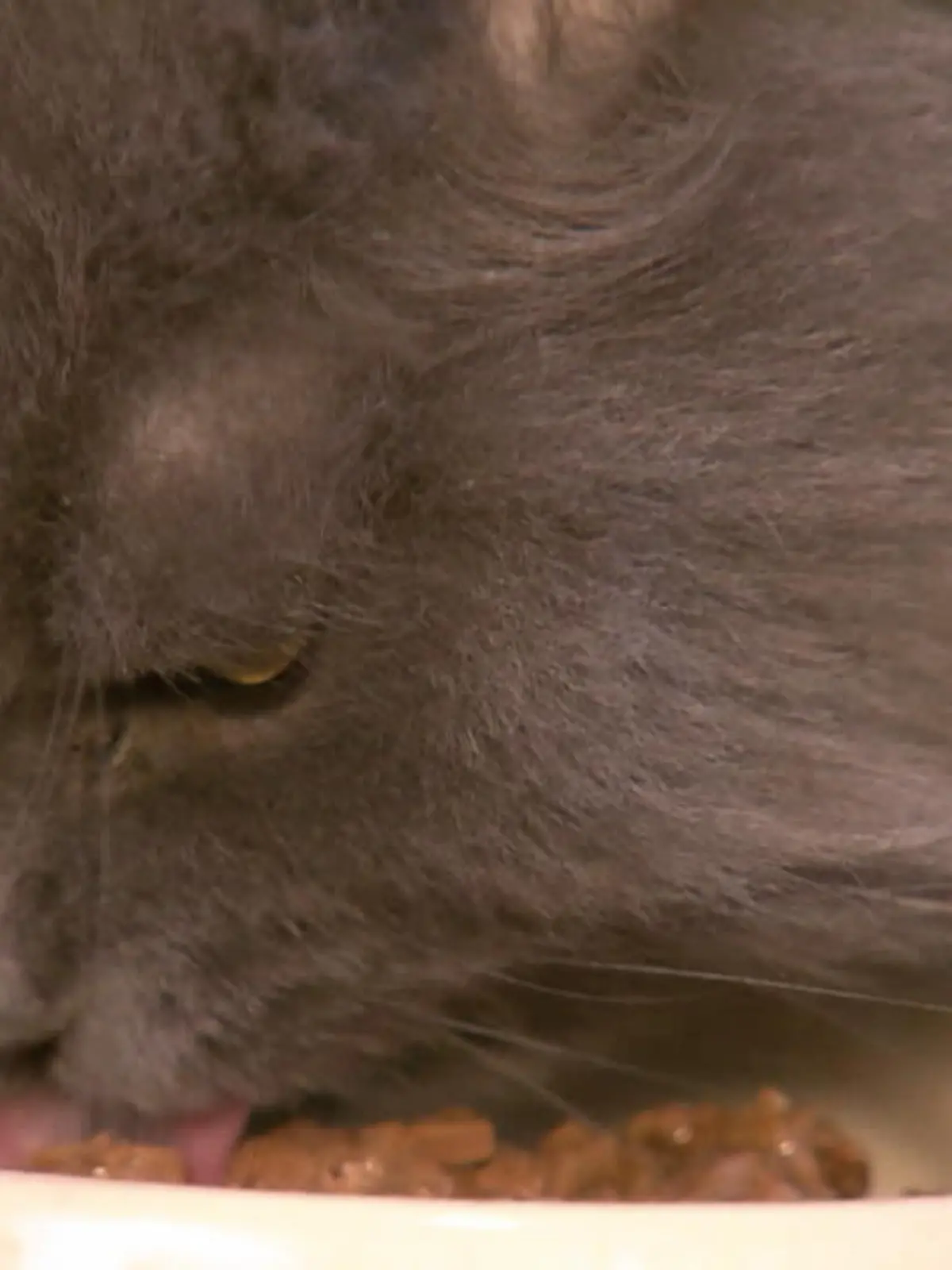 Stiftung Warentest hat Katzenfutter getestet. Von den 22 untersuchten Trockenfutter kann jedes zweite eine Katze sehr gut ernähren. Erstmals waren auch drei vegane Futter dabei – mit überraschendem Ergebnis.