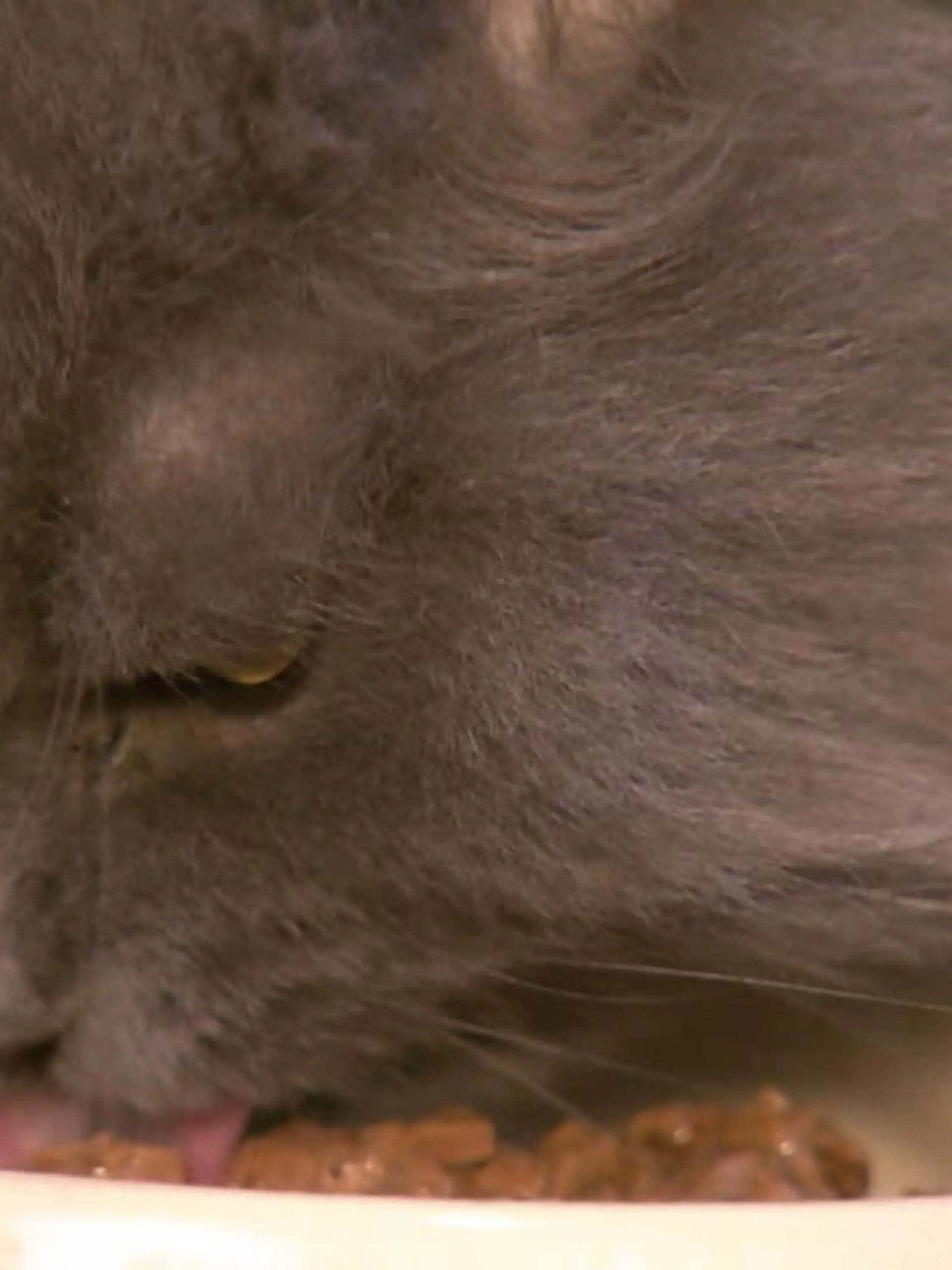 Stiftung Warentest hat Katzenfutter getestet. Von den 22 untersuchten Trockenfutter kann jedes zweite eine Katze sehr gut ernähren. Erstmals waren auch drei vegane Futter dabei – mit überraschendem Ergebnis.
