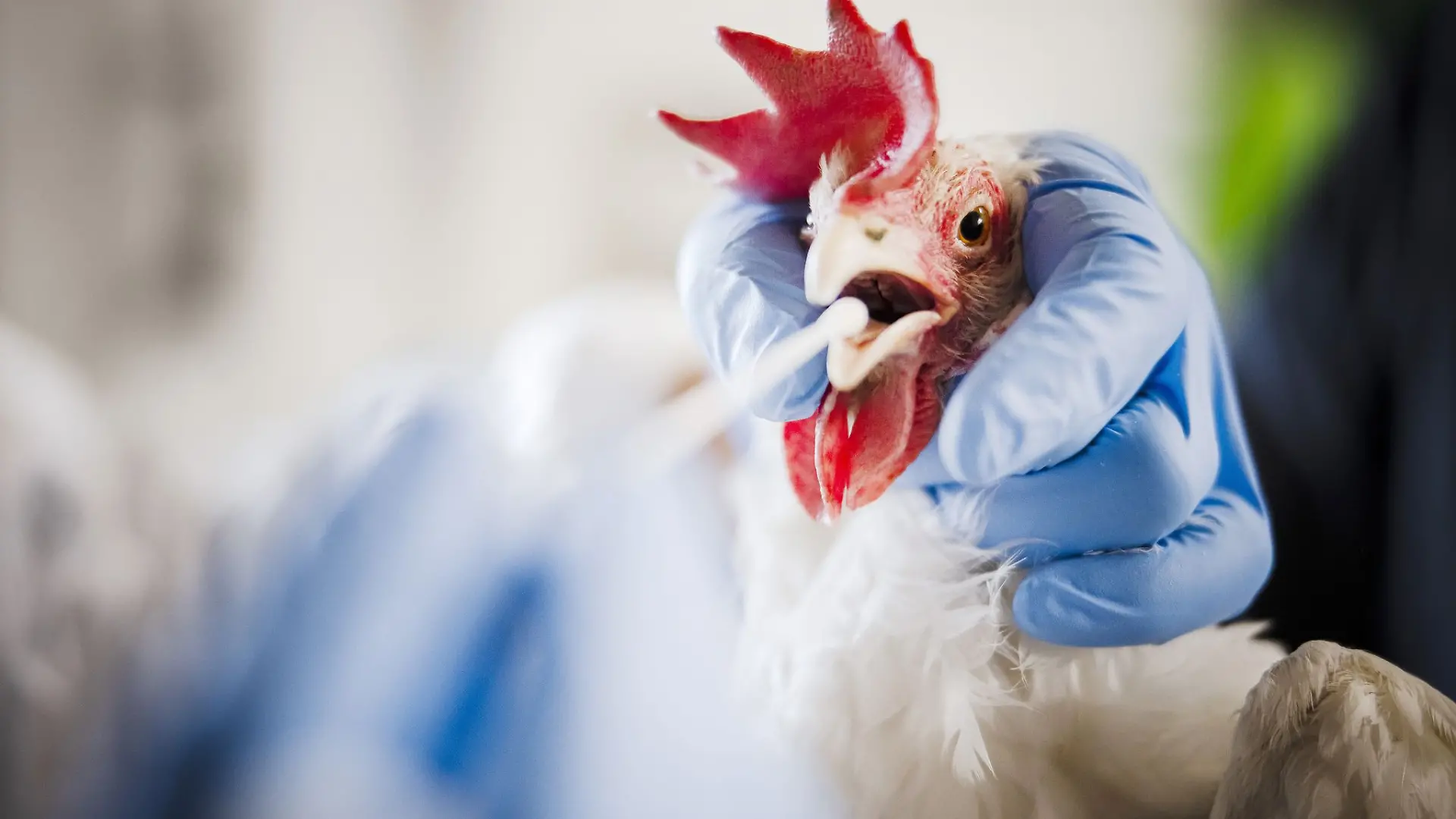 Im Märkischen Kreis sind mehrere Tiere an Vogelgrippe verendet.