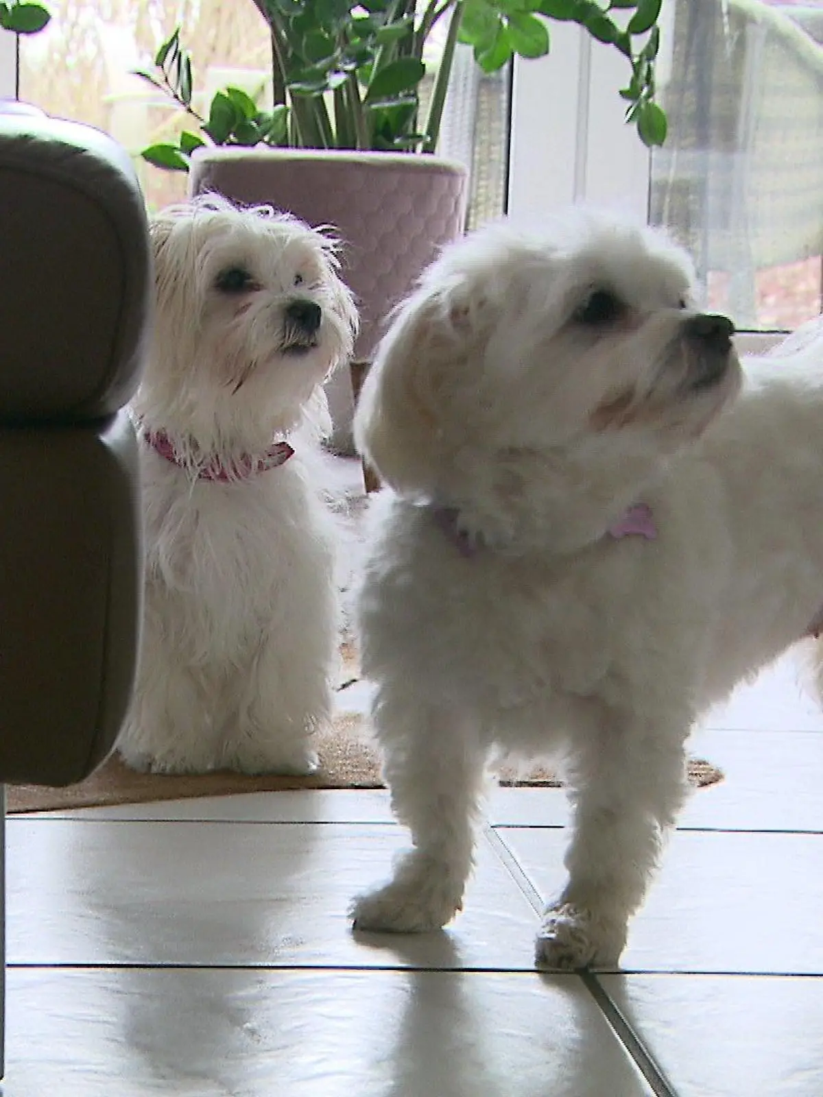 Welpen "Cloe" und "Paula"