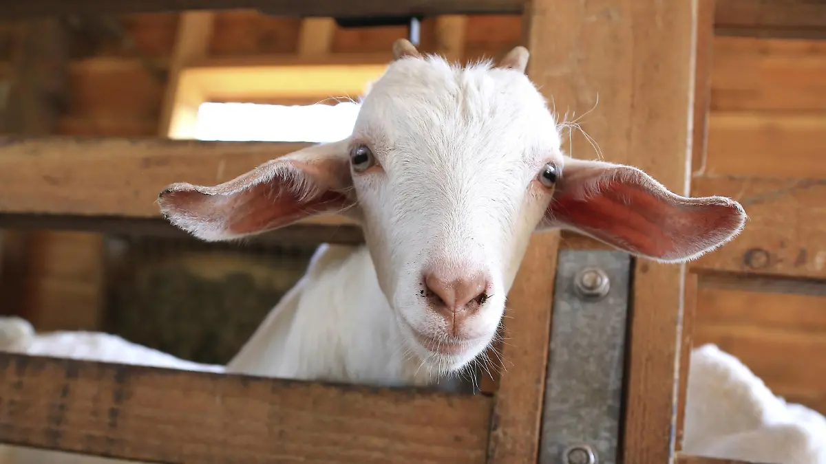 stock, geit, geitjes, bokje, dieren, kinderboerderij, boerderij, agrarisch, agrarische sector, Ziege, Ziegen, Bauernhof, Landwirtschaft, Tiere, Neugeborene, klein, Frühling, Streichelzoo goat, farm, agricultural, animals, newborn, small, spring, petting zoo, c PPE/Beijersbergen Hazerswoude The Netherlands PUBLICATIONxINxGERxSUIxAUTxONLY Copyright: xPPEx