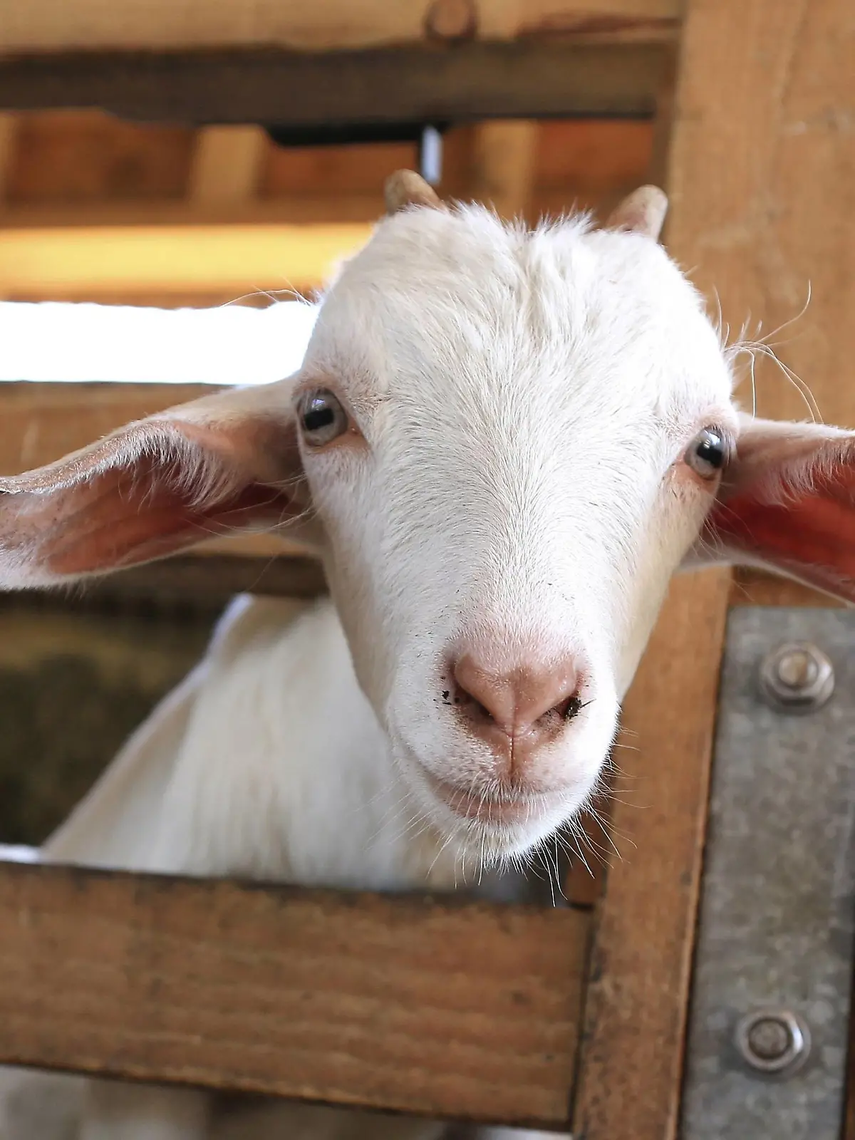  stock, geit, geitjes, bokje, dieren, kinderboerderij, boerderij, agrarisch, agrarische sector, Ziege, Ziegen, Bauernhof, Landwirtschaft, Tiere, Neugeborene, klein, Frühling, Streichelzoo goat, farm, agricultural, animals, newborn, small, spring, petting zoo, c PPE/Beijersbergen Hazerswoude The Netherlands PUBLICATIONxINxGERxSUIxAUTxONLY Copyright: xPPEx