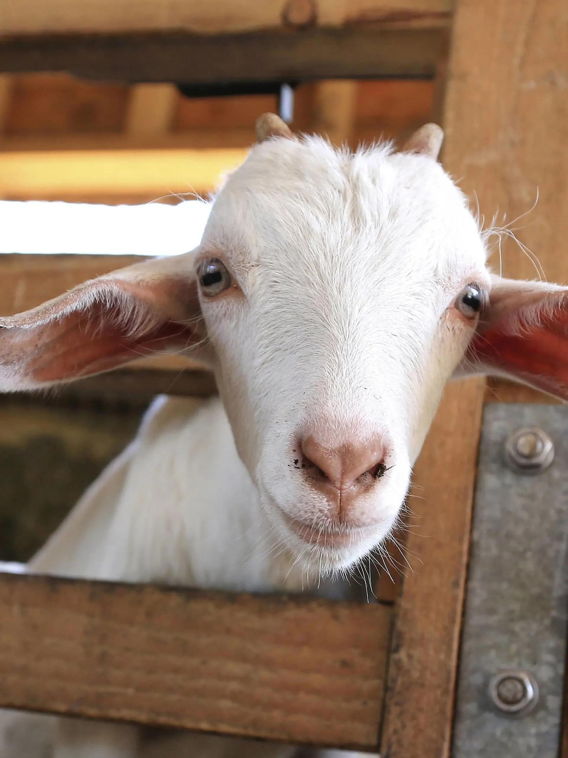  stock, geit, geitjes, bokje, dieren, kinderboerderij, boerderij, agrarisch, agrarische sector, Ziege, Ziegen, Bauernhof, Landwirtschaft, Tiere, Neugeborene, klein, Frühling, Streichelzoo goat, farm, agricultural, animals, newborn, small, spring, petting zoo, c PPE/Beijersbergen Hazerswoude The Netherlands PUBLICATIONxINxGERxSUIxAUTxONLY Copyright: xPPEx