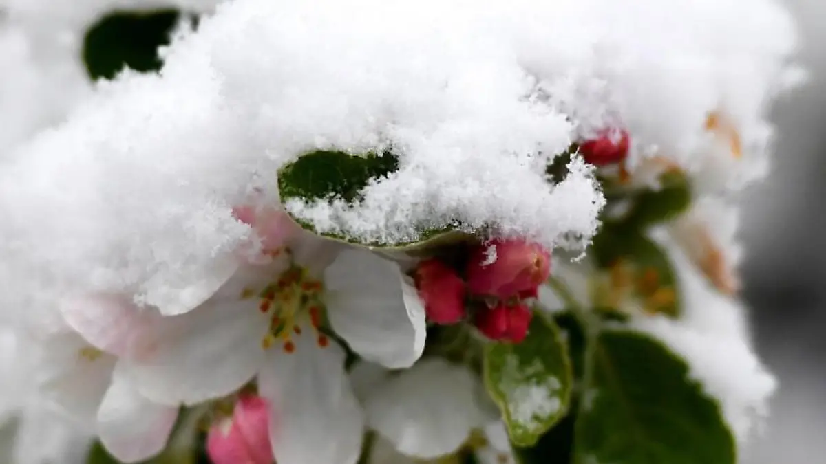 Schnee liegt auf den Blüten eines Baumes