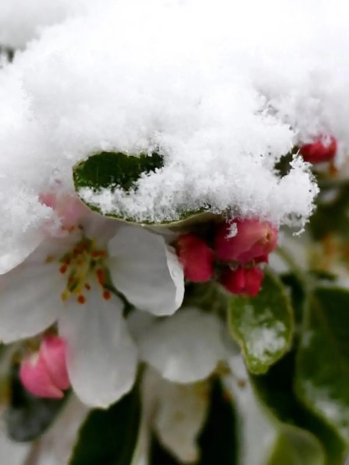 Schnee liegt auf den Blüten eines Baumes