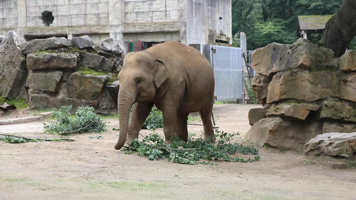 Elefantendame Sita im Zoo Osnabrück