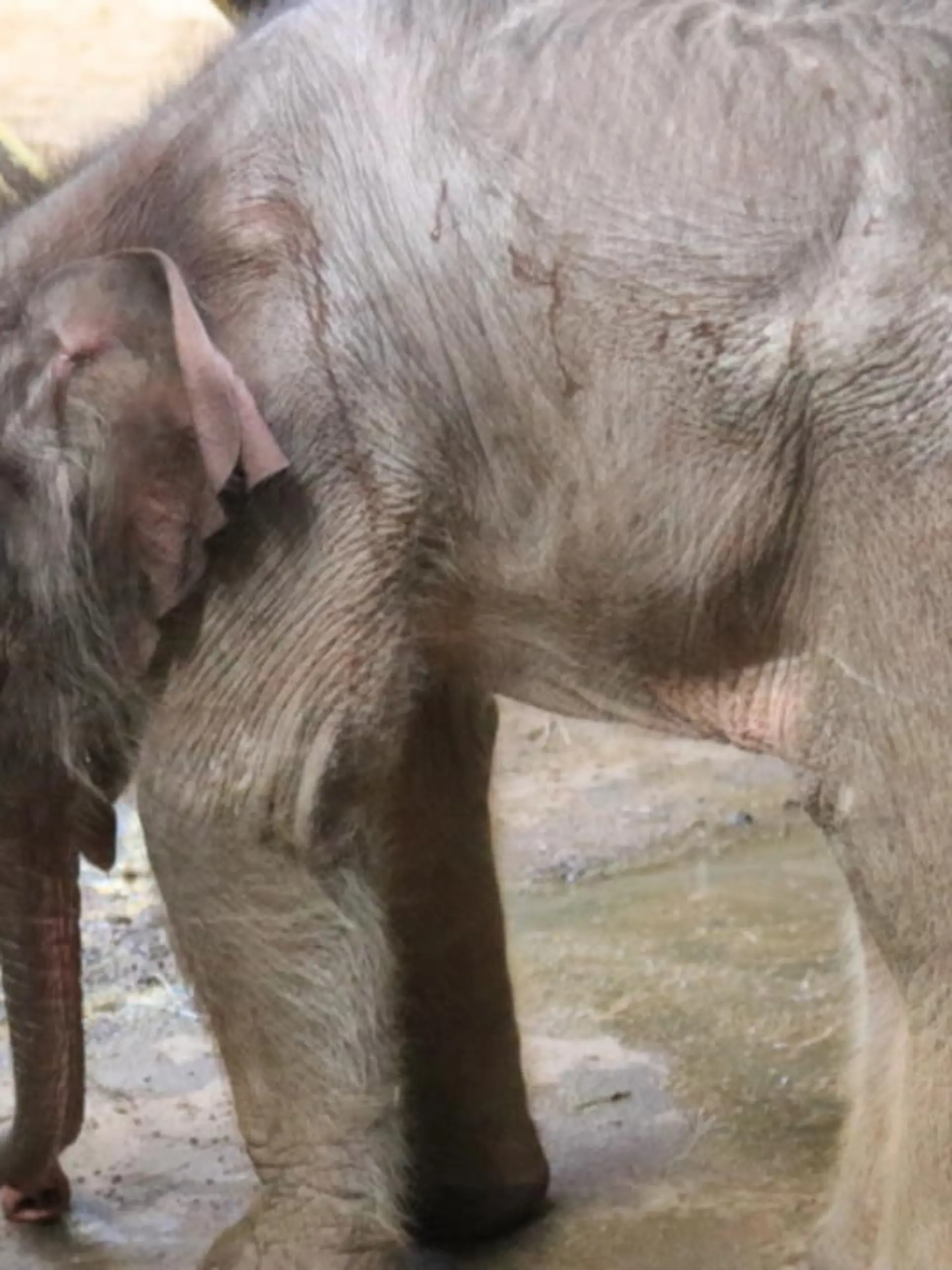 Ein kleiner Elefantenbulle ist im Zoo Osnabrück nur wenige Tage nach seiner Geburt eingeschläfert worden. "Der kleine Bulle kam am vergangenen Donnerstag zur Welt, aber er wollte einfach nicht bei seiner Mutter trinken, hatte nun bereits starken Durchfall und wurde immer schwächer", sagt der zoologische Leiter Andreas Wulftange.
Im Video sehen Sie, wie es der Elefantenkuh Sita nach dem tragischen Verlust ihres Babys geht.