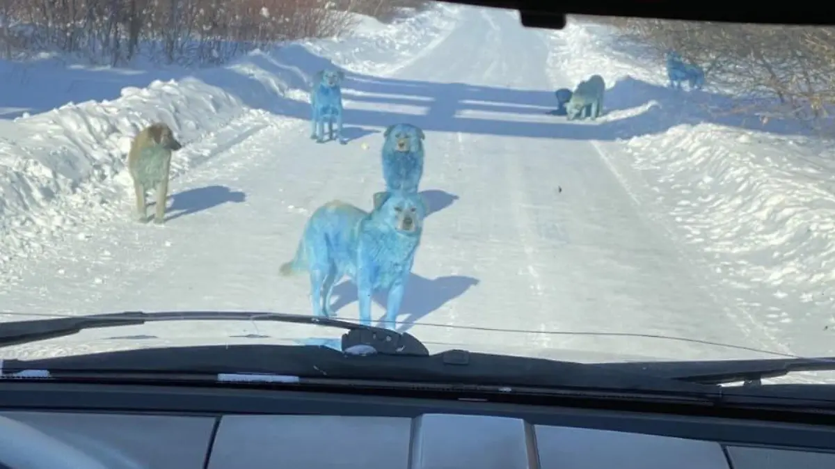 Blaue Hunde in Russland
