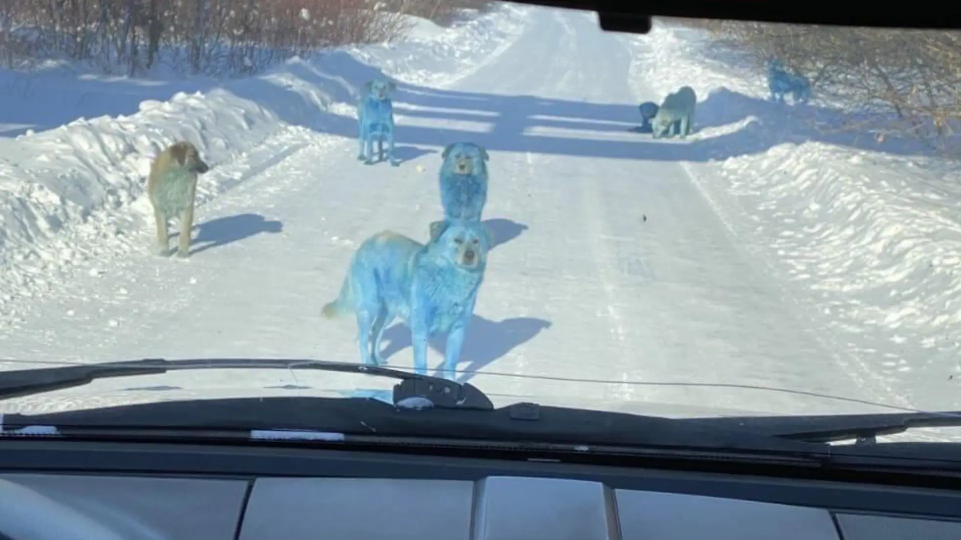 Blaue Hunde in Russland