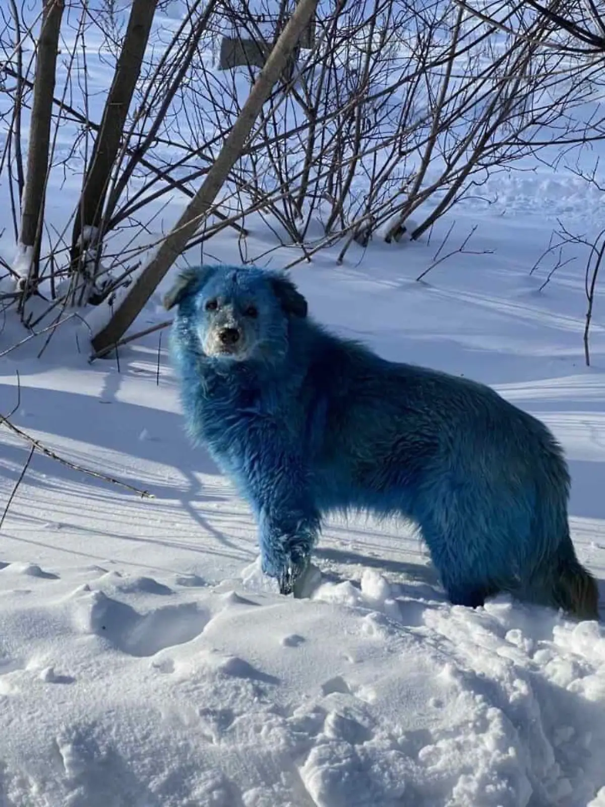 Blaue Hunde in Russland