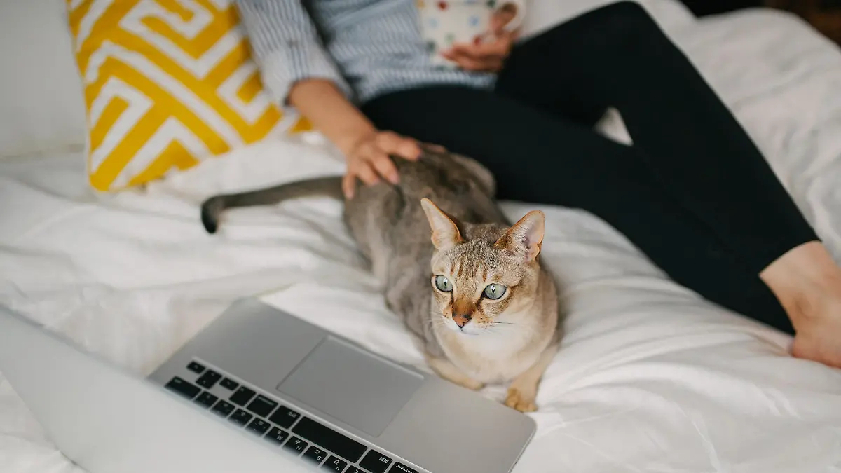 Katzen empfinden den Lockdown anders als Hunde.