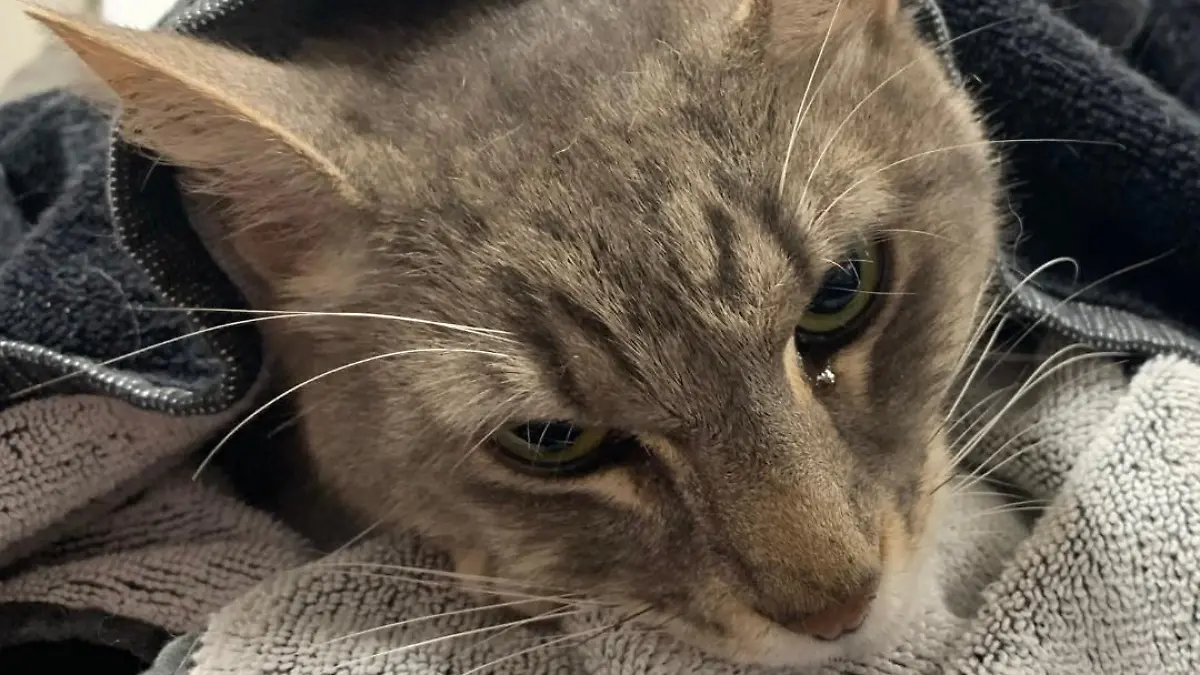 Kater Arthur rettete Kinder vor tödlicher Giftschlange.