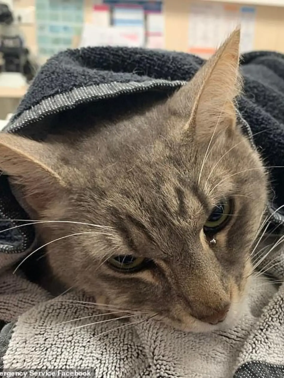 Kater Arthur rettete Kinder vor Giftschlange.