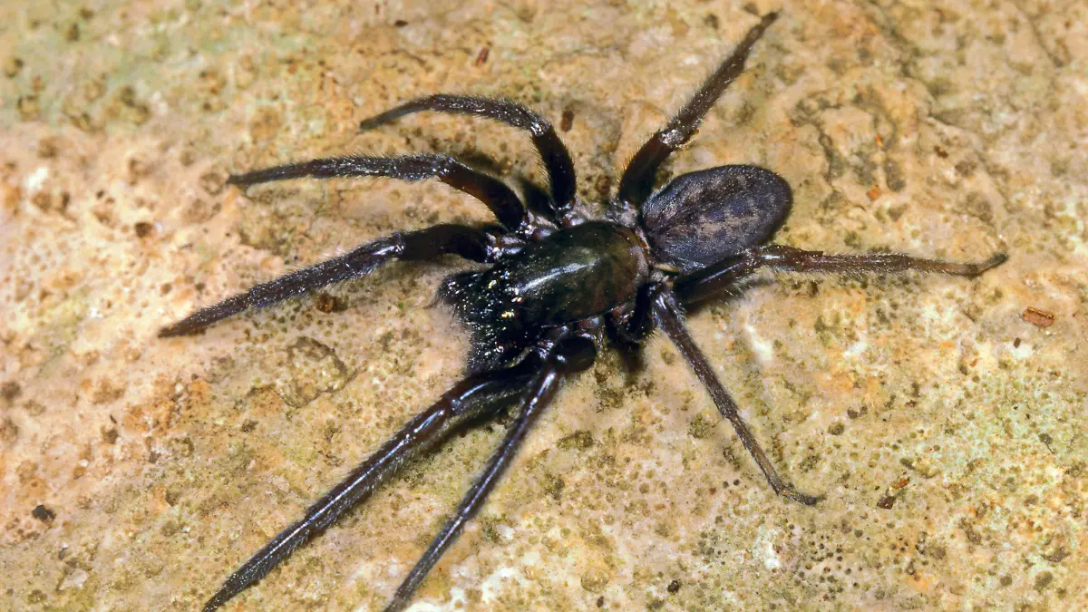 Fischernetzspinne, Segestria florentina (Segestria florentina), sitzt auf einem Stein | snake-back spider (Segestria florentina), sits on a stone
