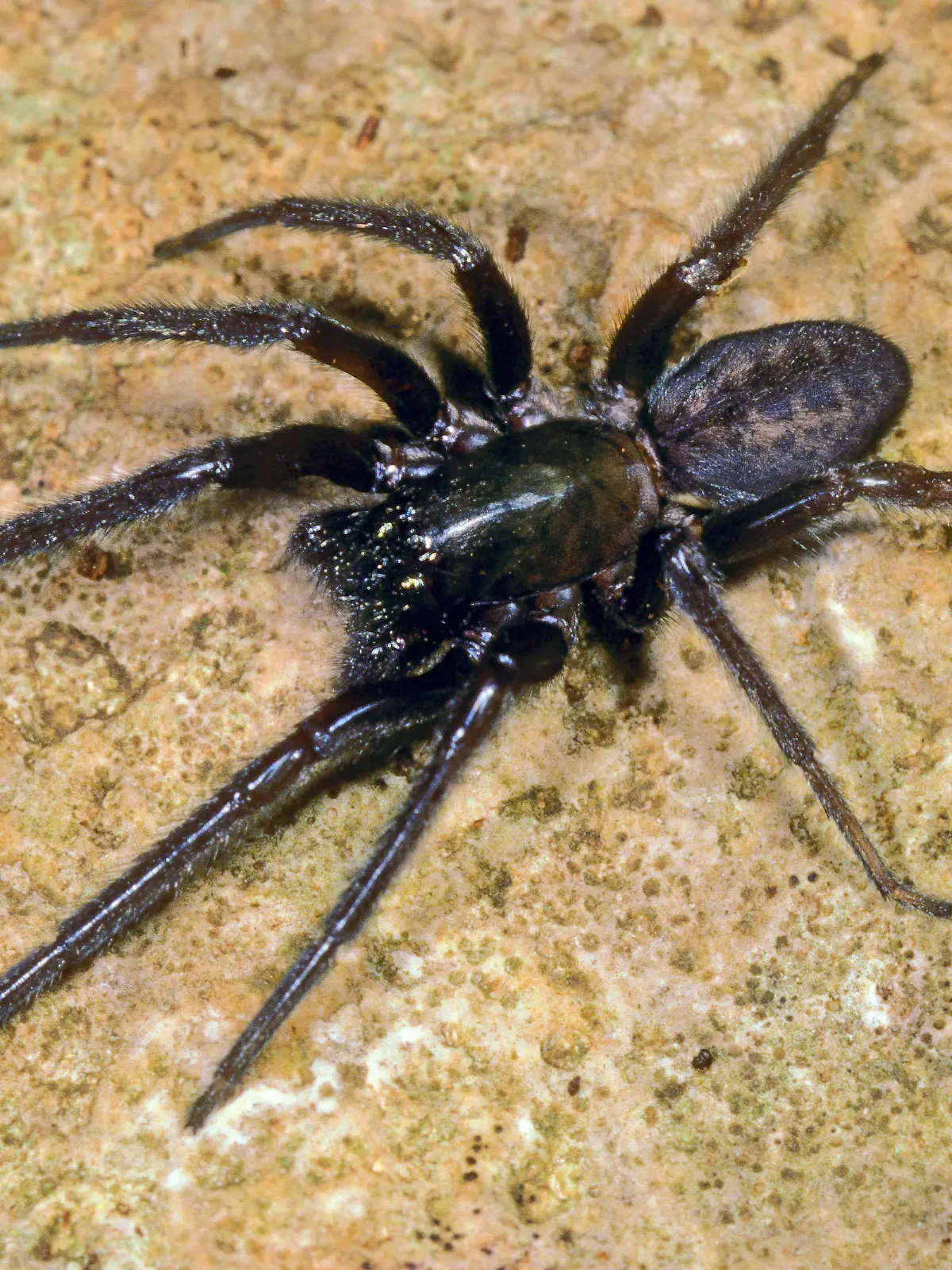 Fischernetzspinne, Segestria florentina (Segestria florentina), sitzt auf einem Stein | snake-back spider (Segestria florentina), sits on a stone