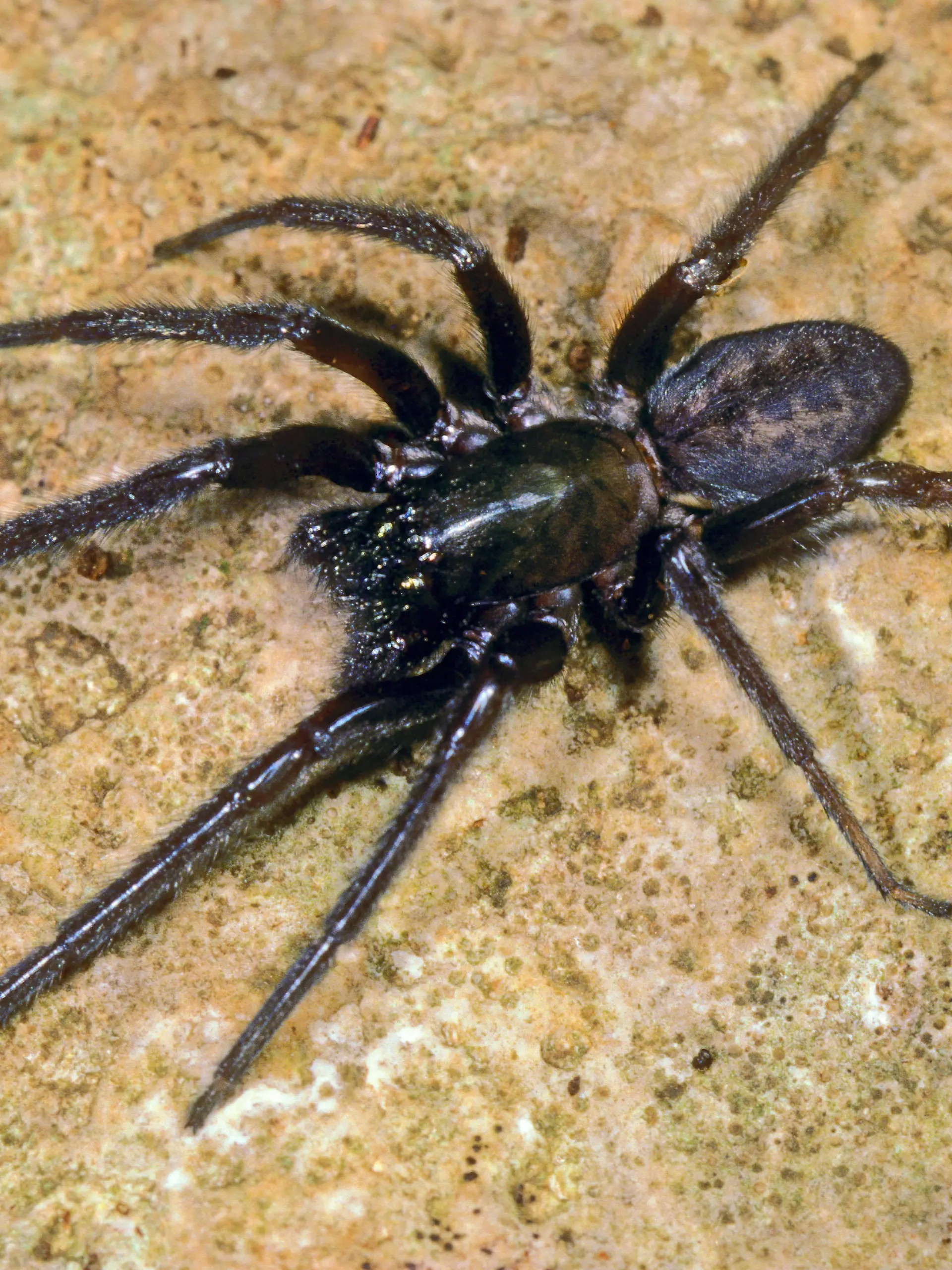 Fischernetzspinne, Segestria florentina (Segestria florentina), sitzt auf einem Stein | snake-back spider (Segestria florentina), sits on a stone