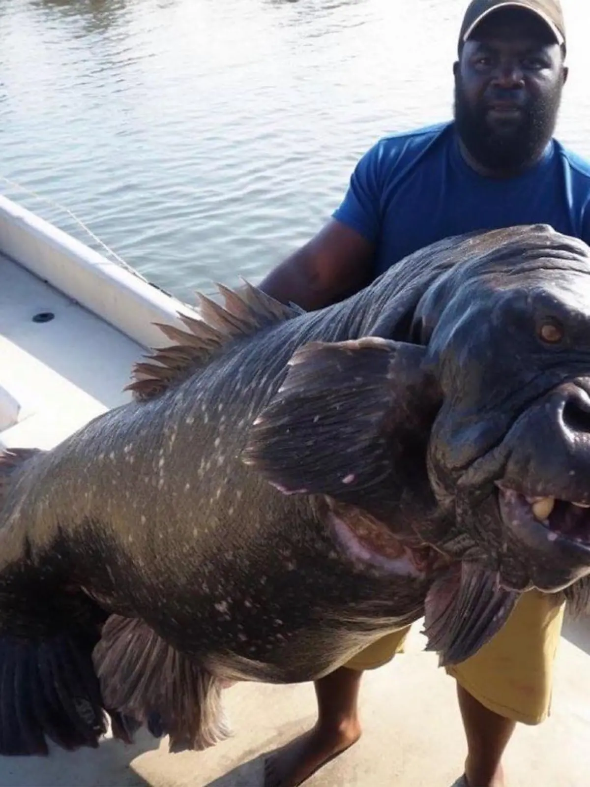 Gorilla Fisch