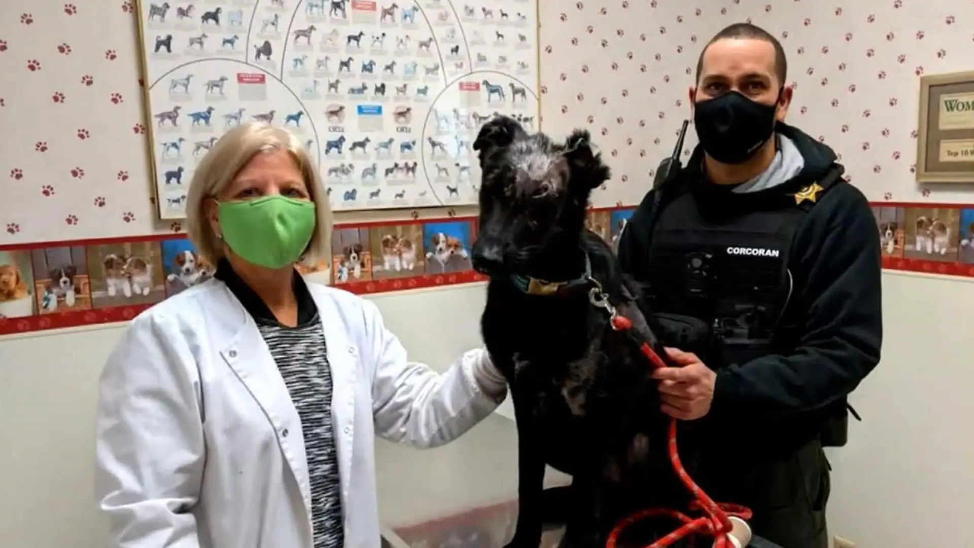 Therapiehund für Brandopfer