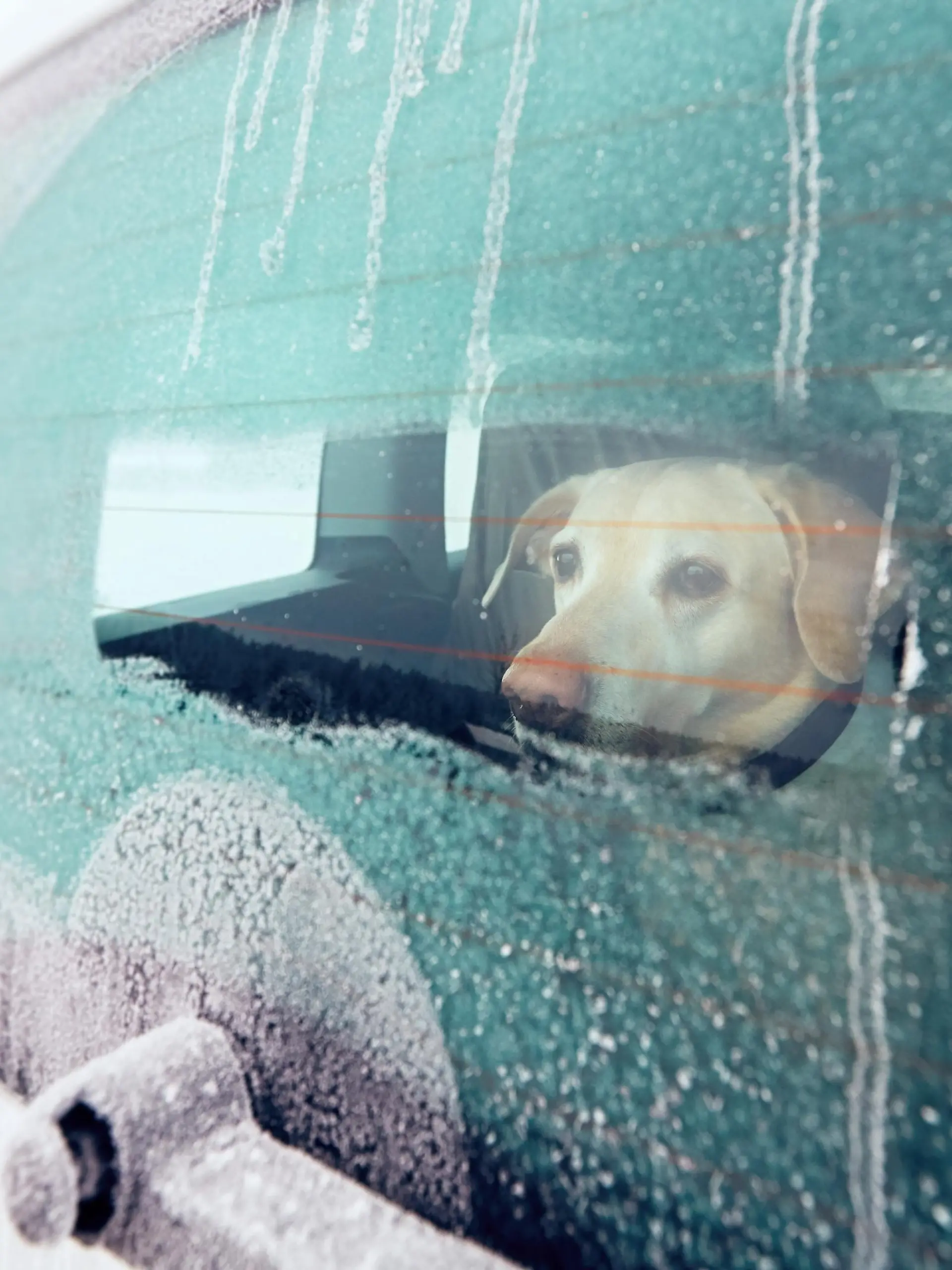 Wie schnell kühlt der Hund im Auto aus?