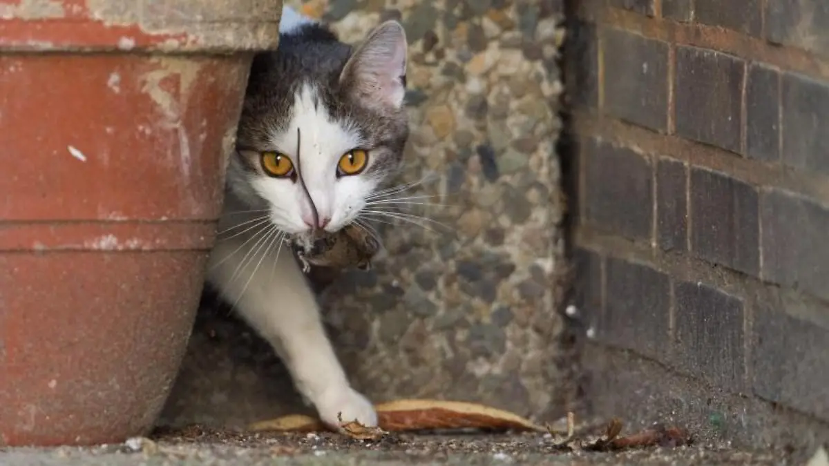 Streunende Katze