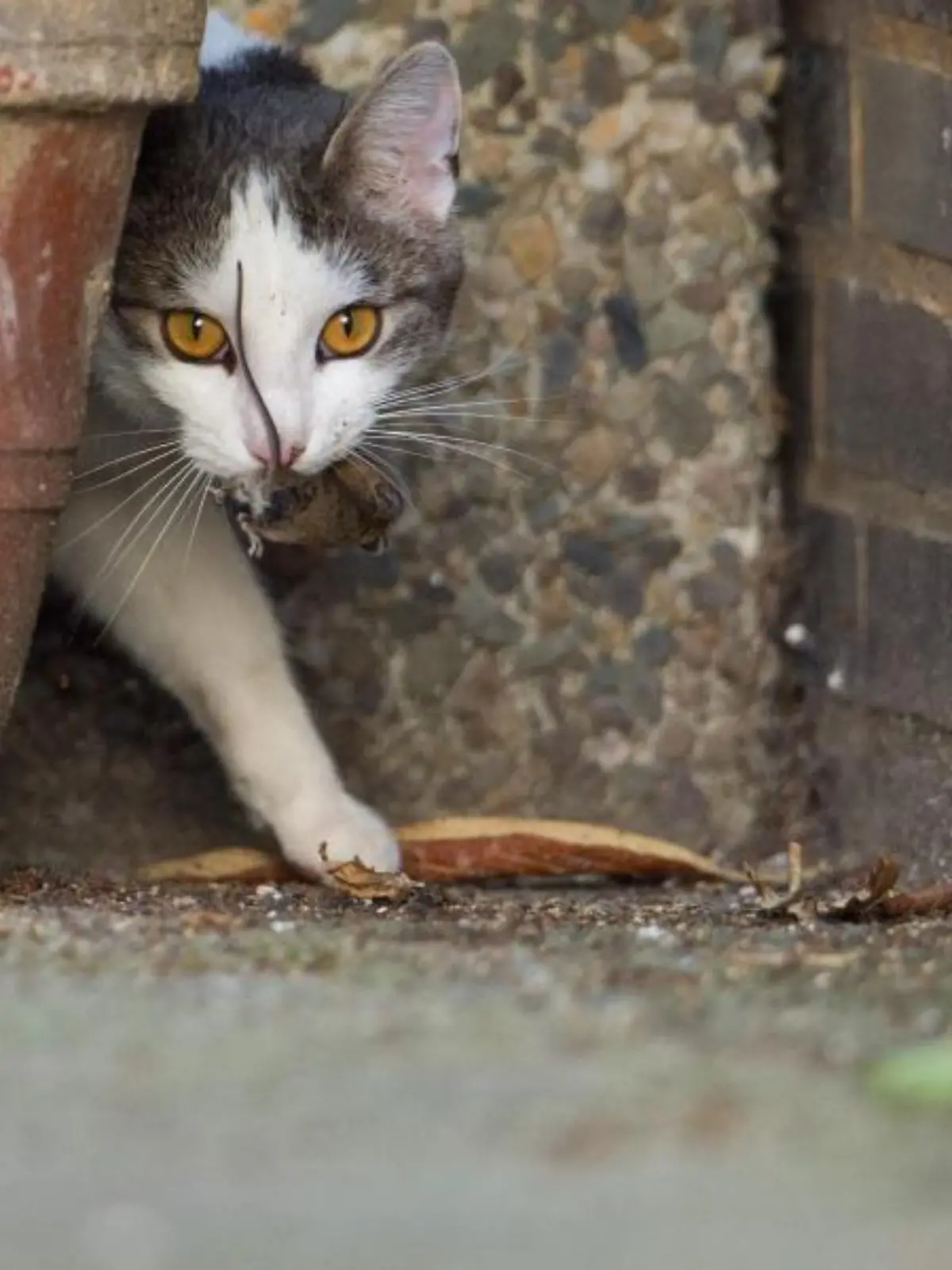 Streunende Katze