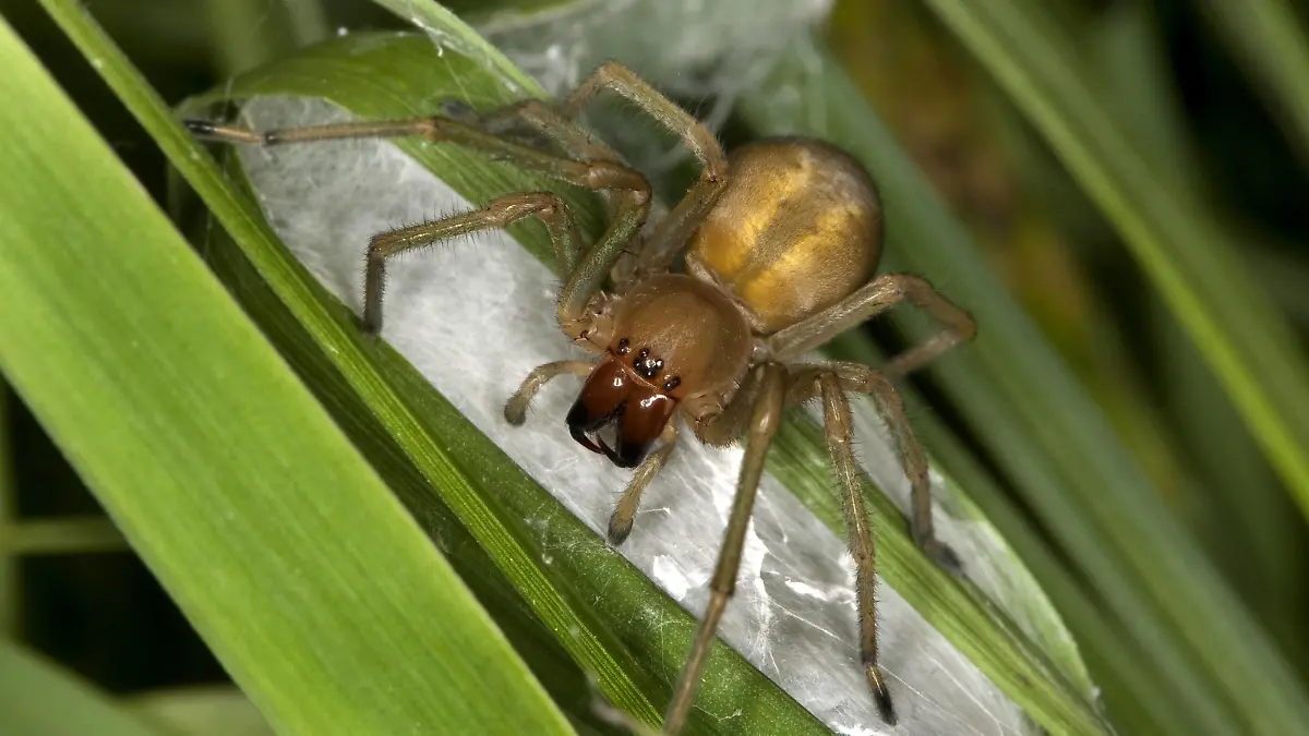 Dornfinger, Ammen-Dornfinger, Ammendornfinger, Dornfinger-Spinne, Dornfingerspinne (Cheiracanthium punctorium), an ihrem Nest, Gespinstsack, Deutschland | European sac spider, yellow sack spider (Cheiracanthium punctorium), at its nest, web sac, Germany | Verwendung weltweit