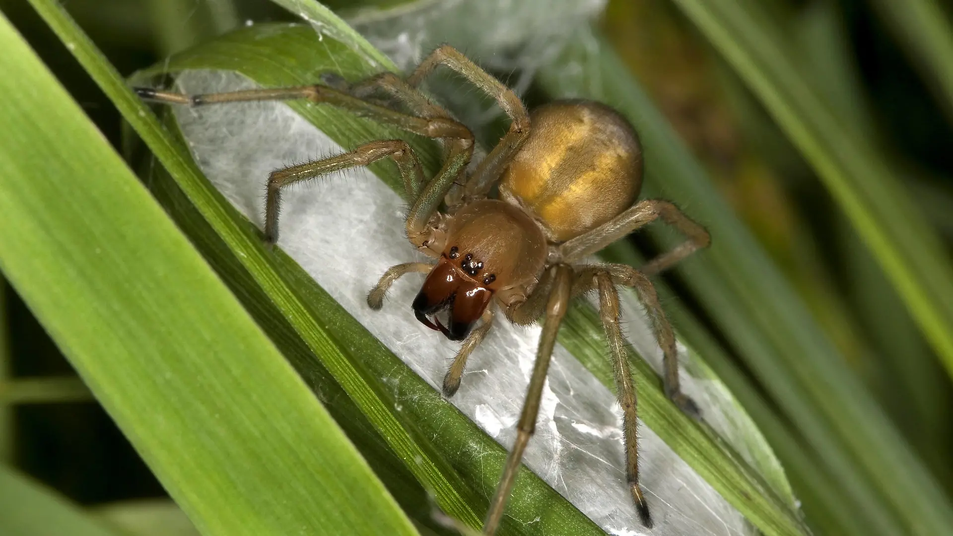 Dornfinger, Ammen-Dornfinger, Ammendornfinger, Dornfinger-Spinne, Dornfingerspinne (Cheiracanthium punctorium), an ihrem Nest, Gespinstsack, Deutschland | European sac spider, yellow sack spider (Cheiracanthium punctorium), at its nest, web sac, Germany | Verwendung weltweit