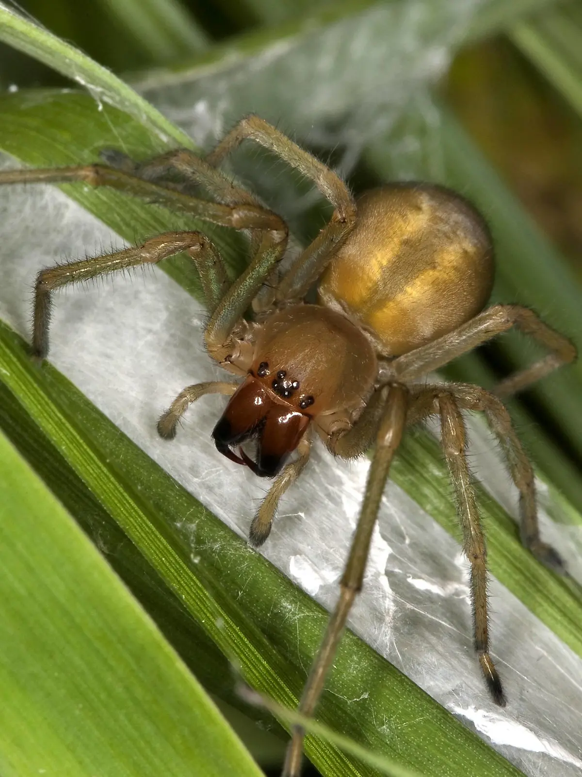 Dornfinger, Ammen-Dornfinger, Ammendornfinger, Dornfinger-Spinne, Dornfingerspinne (Cheiracanthium punctorium), an ihrem Nest, Gespinstsack, Deutschland | European sac spider, yellow sack spider (Cheiracanthium punctorium), at its nest, web sac, Germany | Verwendung weltweit