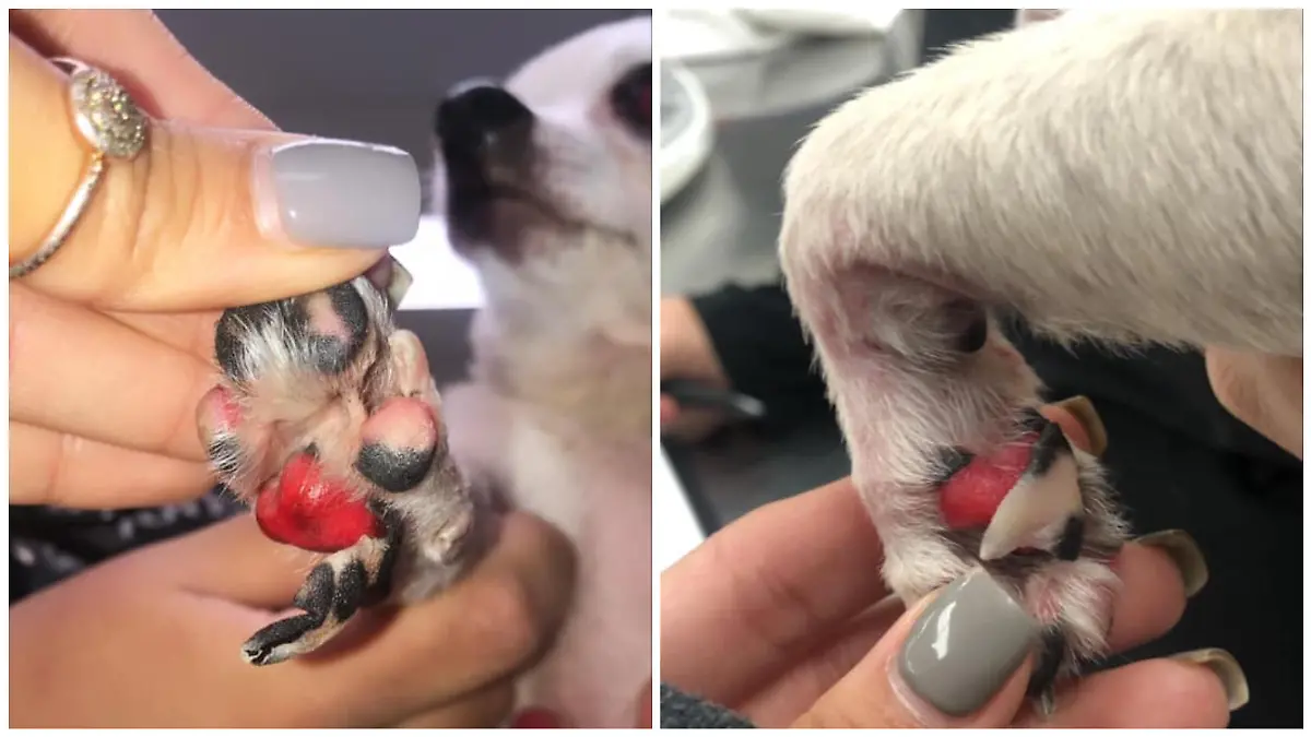 Die britische Tierarzthelferin Caroline Pena warnt Tierbesitzer vor den Folgen von Streusalz.