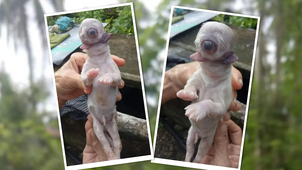 Wegen eines Entwicklungsfehlers hat dieser Welpe hat nur ein Auge. Er wurde auf den Philippinen geboren.