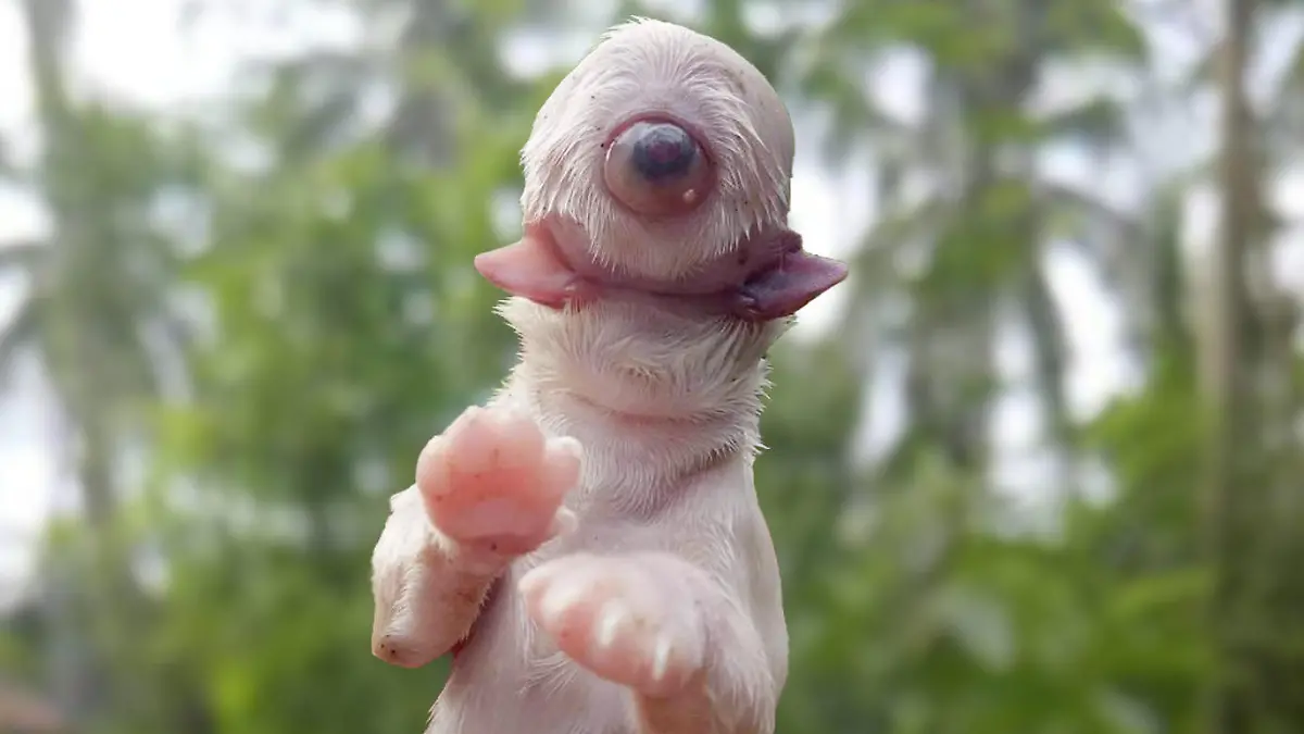 Das Phänomen nennt sich Zyklopie. Der Welpe hat nur ein Auge. Er hat nicht überlebt.