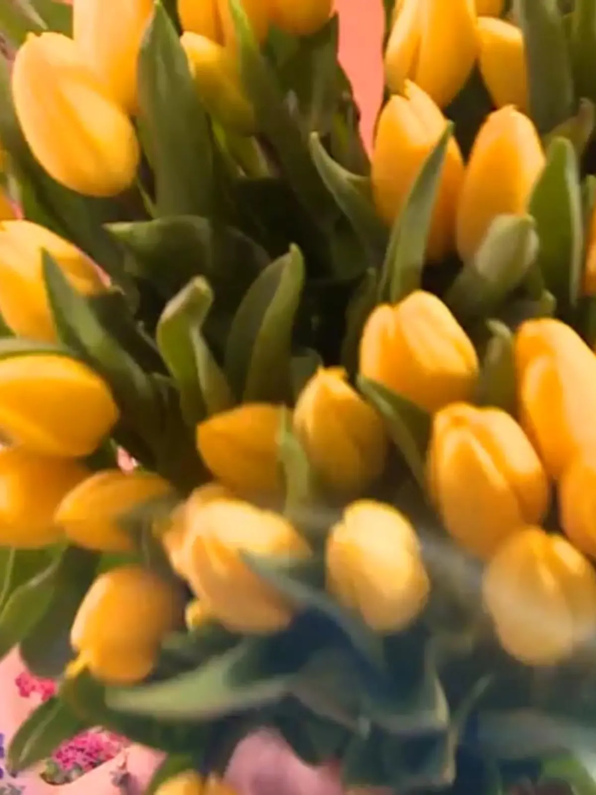 Bild zu: "So bleiben Tulpen länger frisch"