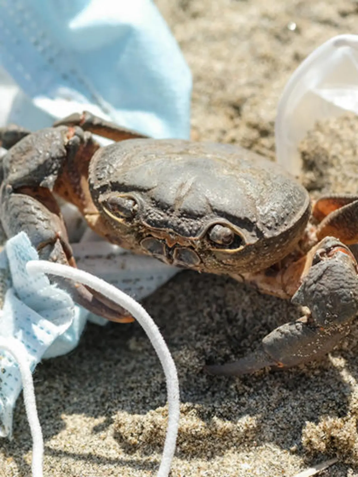 Einwegmasken sind für Tiere lebensbedrohlich