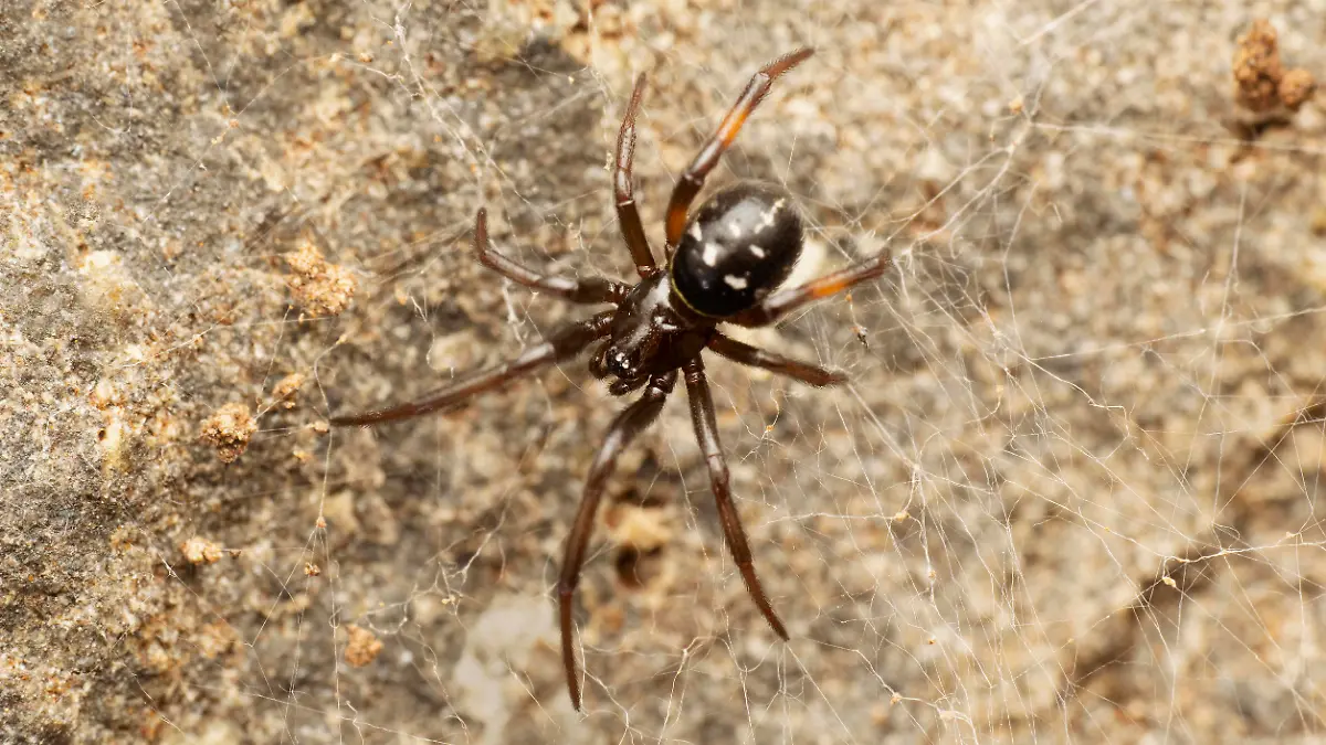 False black widow spider, Steatoda nobilis, Satara, Maharashtra, India