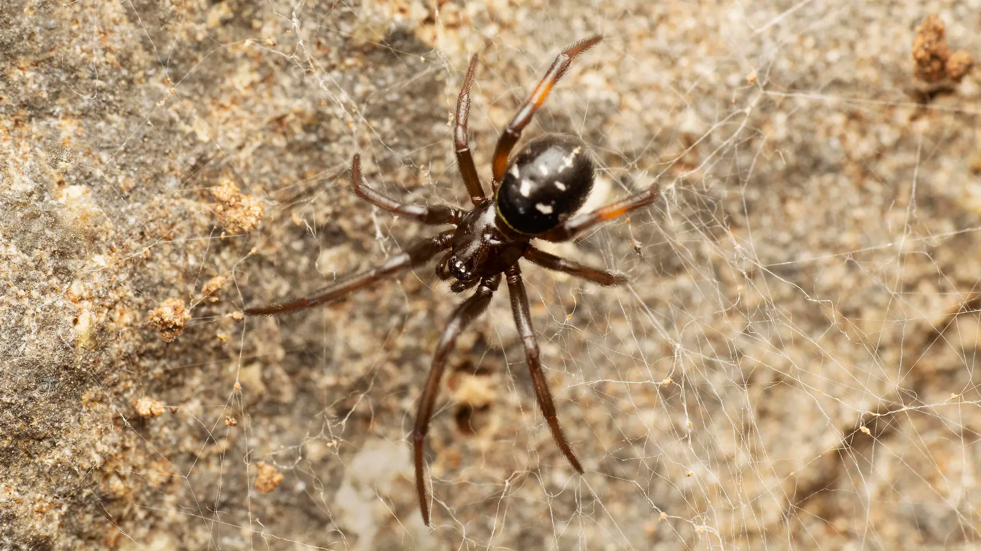 False black widow spider, Steatoda nobilis, Satara, Maharashtra, India
