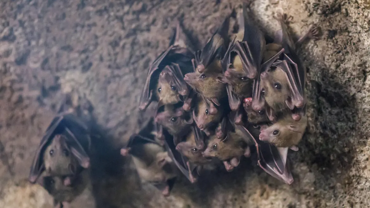 International Bat Night - Zagreb, Croatia Group of visitors in Zagreb ZOO take a tour on the occasion of International Bat Night in Zagreb, Croatia on 29. August, 2020. TomislavxMiletic/PIXSELL