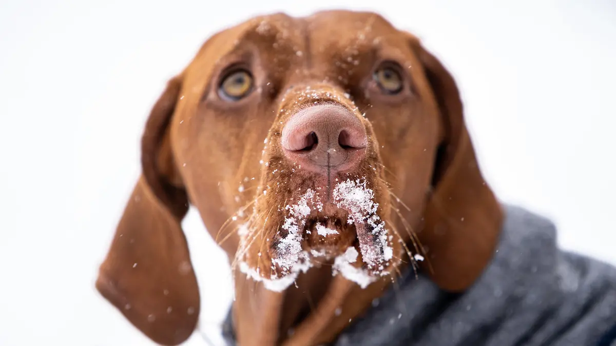 08.02.2021, Nordrhein-Westfalen, Ennepetal: Die Schnauze der Magyar Vizsla-Hündin Elli ist im Flora-Fauna-Habitat Buchenberg mit Schnee bedeckt. In der Nacht und im Laufe des Tages hat es in weiten Teilen von Nordrhein-Westfalen weitere Schneefälle und gefrierende Nässe bei Minusgraden gegeben. Foto: Jonas Güttler/dpa +++ dpa-Bildfunk +++
