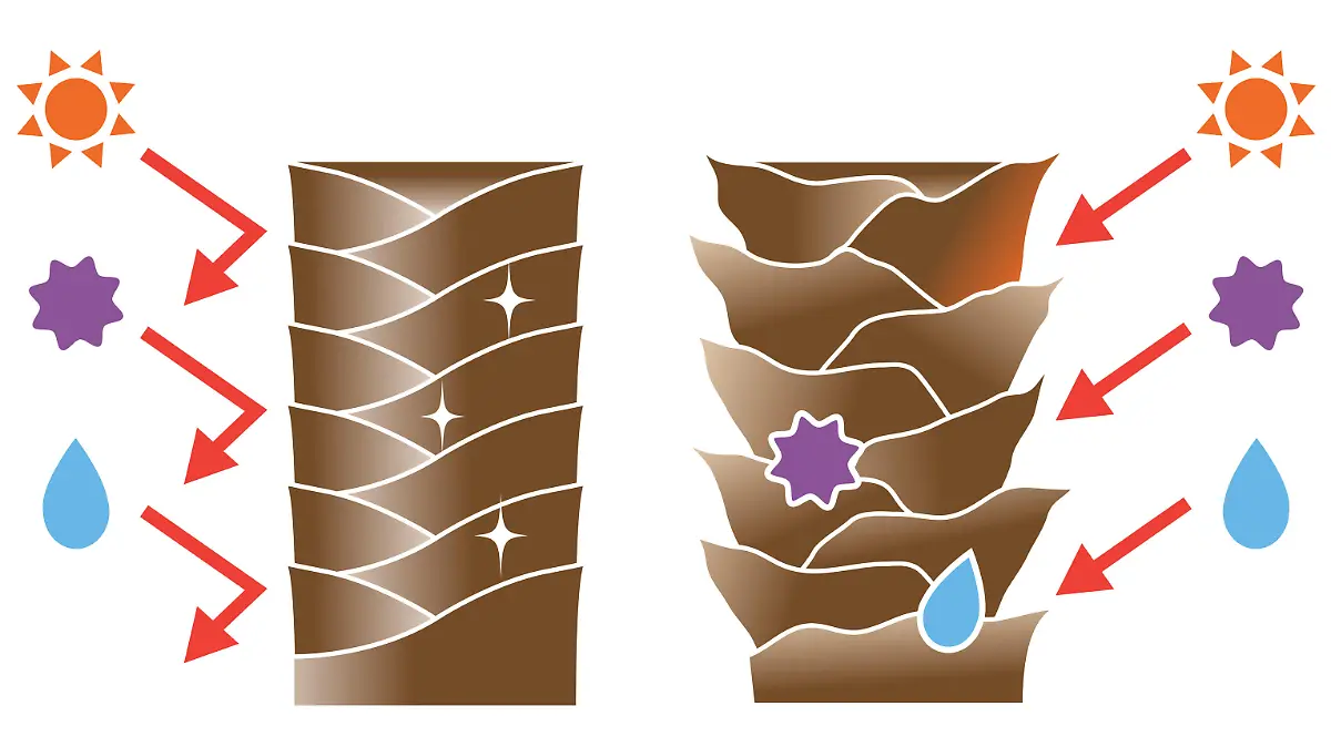 Gesundes,  glattes Haar vs. brüchiges Haar,  deren Schuppenschicht geöffnet ist.