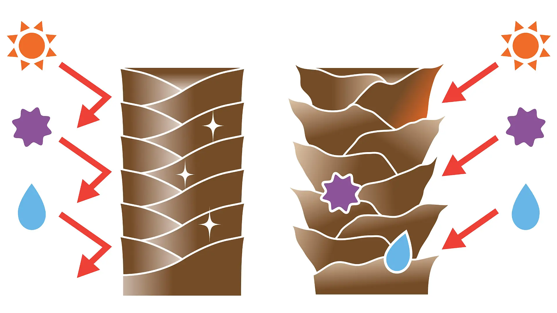 Gesundes, glattes Haar vs. brüchiges Haar, deren Schuppenschicht geöffnet ist.