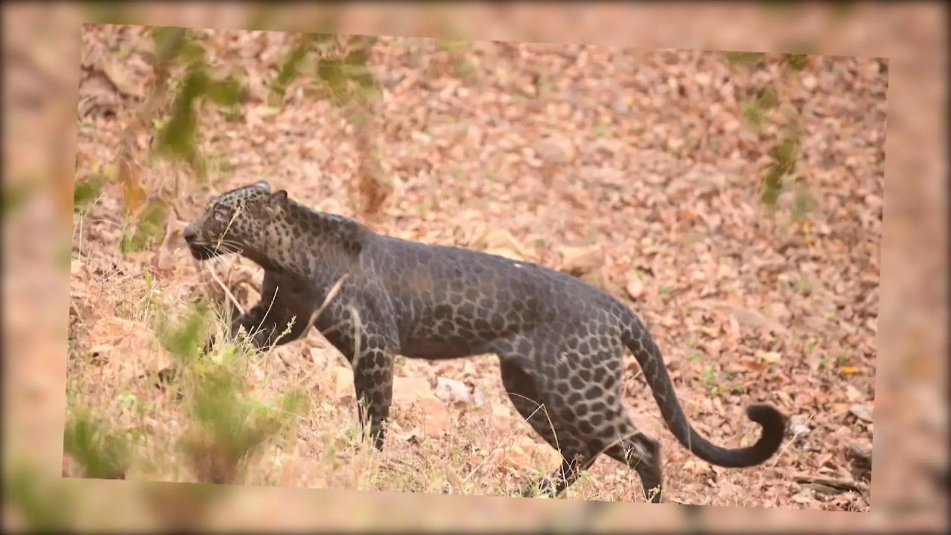 Panther in Nahaufnahme gefilmt Seltene Videoaufnahmen