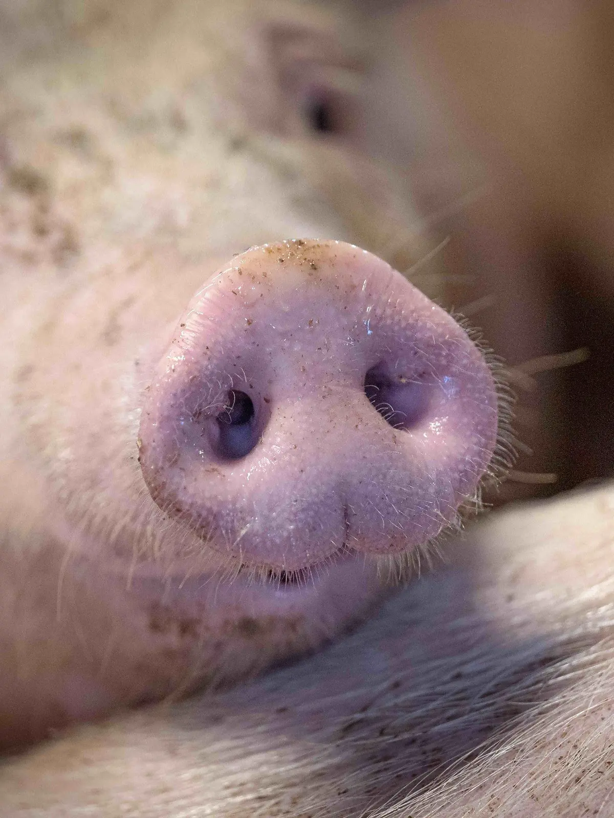 PRODUKTION - 06.01.2023, Niedersachsen, Kirchlinteln: Ein Schwein im Mastbetrieb von Jörn Ehlers. Tierschützer fordern Landwirte, Politik und Gesellschaft zum Umdenken in der Nutztierhaltung auf - der Vizepräsident des Bauernverbands warnt vor zu strengen Vorgaben. (zu dpa: «Können Tierhalter Wirtschaftlichkeit und Tierwohl vereinbaren?») Foto: Sina Schuldt/dpa +++ dpa-Bildfunk +++