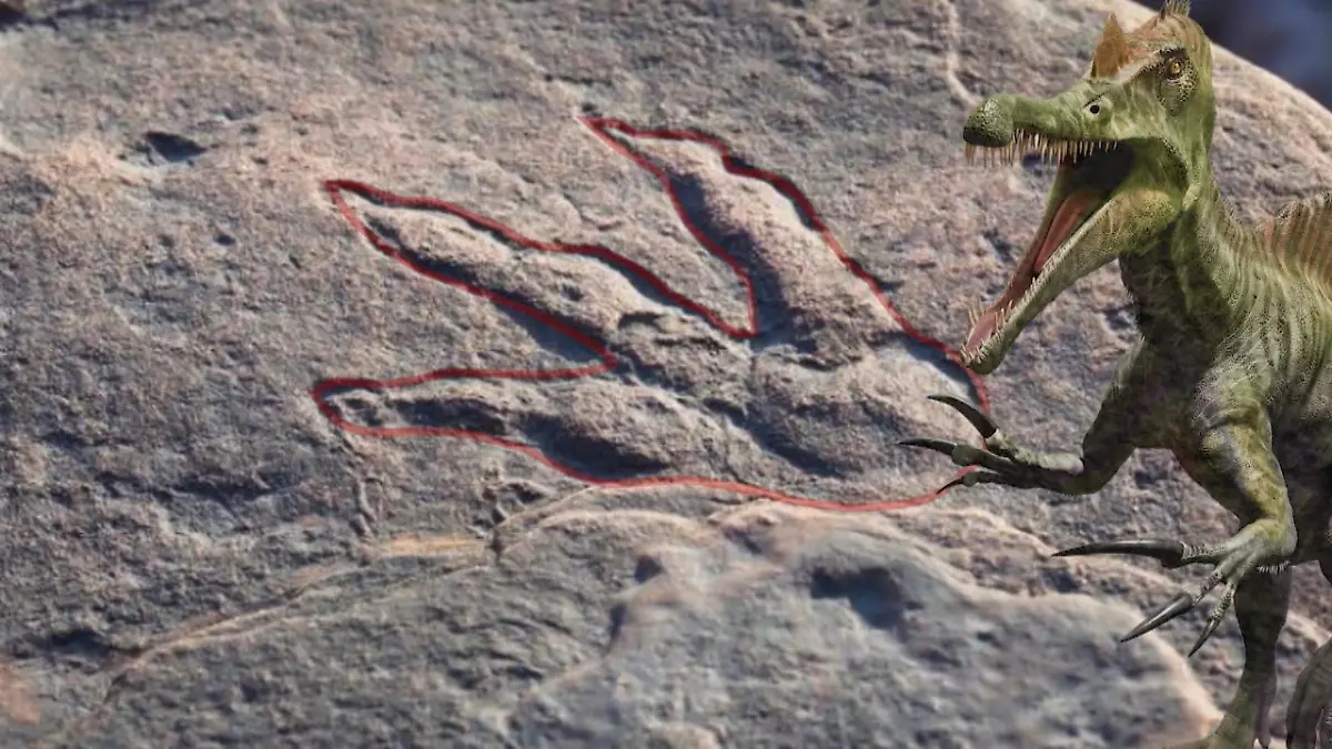 Dinosaurier-Abdruck entdeckt Fund ihres Lebens