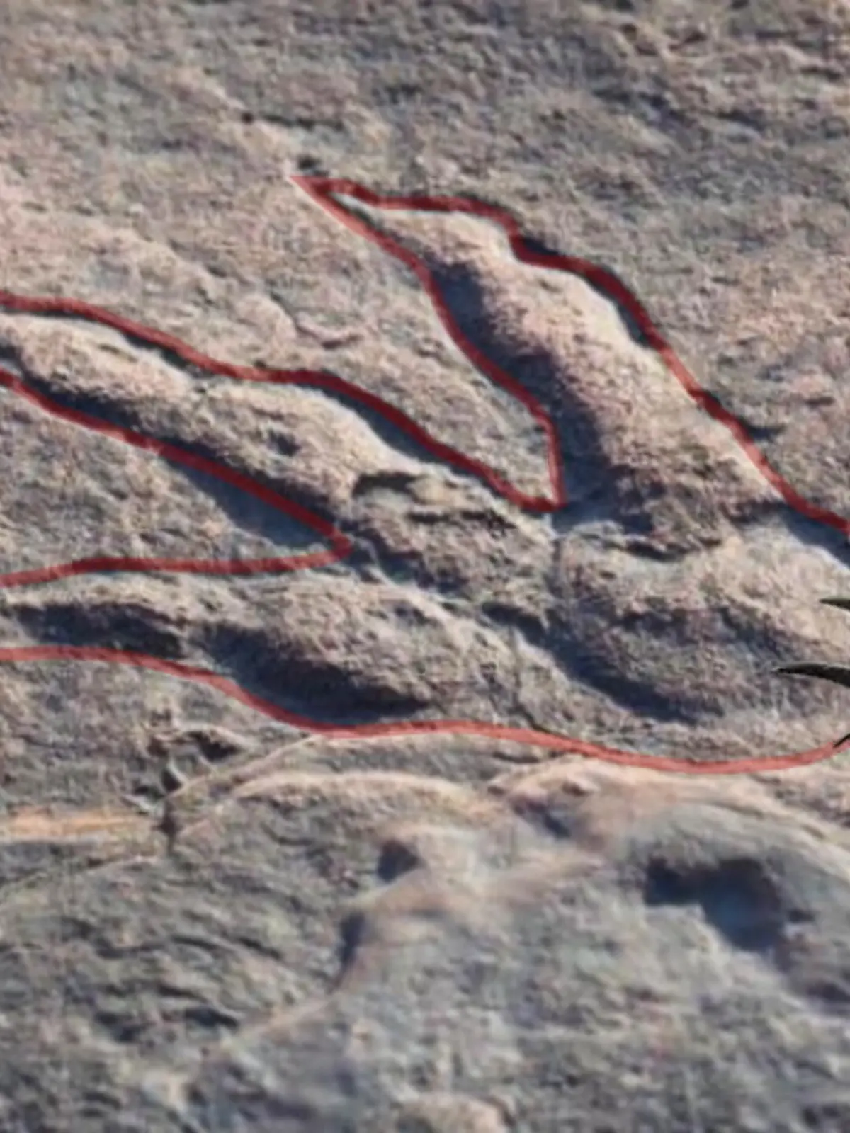 Bild zu: "Dinosaurier-Abdruck entdeckt"